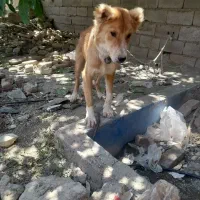 توله سگ