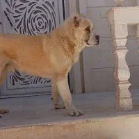 سگ اابای|سگ|شیراز, حجت آباد|دیوار