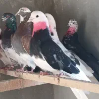 کبوتر پرشی پاکستانی