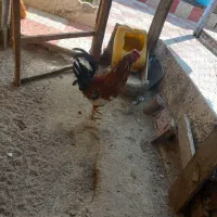 مرغ برهما|حیوانات مزرعه|مشگین شهر, |دیوار