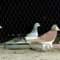 یالی کبوتر شهری