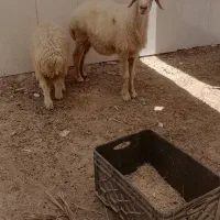 شادگان خیابان مدرسه نرگس