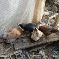 مرغ|حیوانات مزرعه|اصفهان, دنارت|دیوار