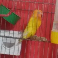 گمشده