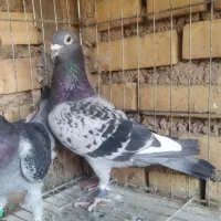 نرو ماده جان آردن