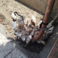 جوجه دورگه