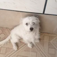 سگ نژاد شیتزو ماده