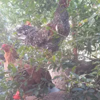 خروس خانگی