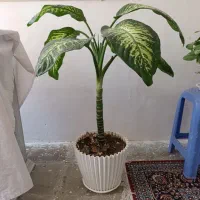 دیفن