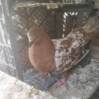 کفتر خوب کشیده