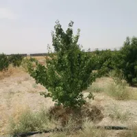 زمین باغ سند دار|فروش زمین و ملک کلنگی|اصفهان, گورت|دیوار