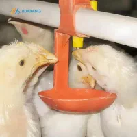 نیپل مرغداری