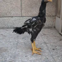جوجه خروس لاری جوجه افغان جوجه کوکو