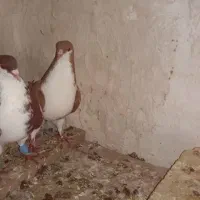 12تارنگی کفتر یا کبوتر