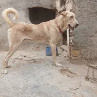 عراقی