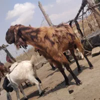 نربز|حیوانات مزرعه|کلاله, |دیوار