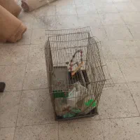 قفس پرنده