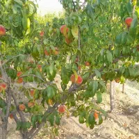 باغ فروشی خاوه
