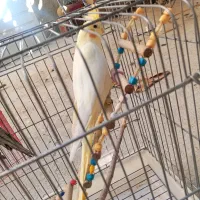 عروس هلندی