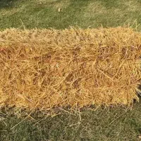 کاه(سرچینه)