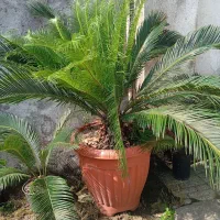 سیکاس