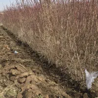 با خرید نهال بادام یه آینده پر برکت برا باغت بساز