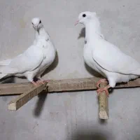 کبوتر طوقی