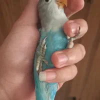 طوطی برزیلی دستی