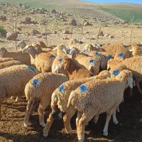 فروش بره 28 راس به صورت عددی به فروش میرسد