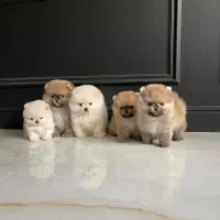 روباهی،عروسکی،خرسی فنجونی