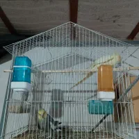 عروس هلندی