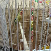 پرنده