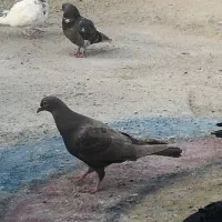 کفتر شهرستانی المانی