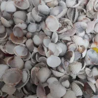 صدف برای اکواریوم وگل