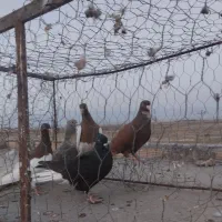 کبوتر پرشی