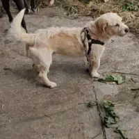 واگذاری سگ رایگان به شرط تعهد