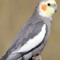 کوتوله و عروس هلندی