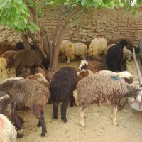 زنده مغان وکوردی و افشاری