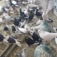 کبوتر قره سوری