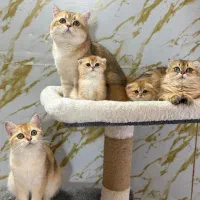 حیوون خونگی*& گربه ناز