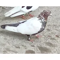 سینه تافته