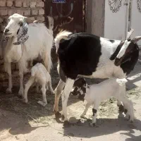 دو راس شاه بز دورگه پاکستانی شیرا و جوان فروشی
