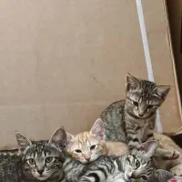 واگذاری رایگان گربه خونگی نژاد dsh