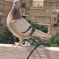 ماده سوسنی ترنج دار به شرط تخم و جوجه