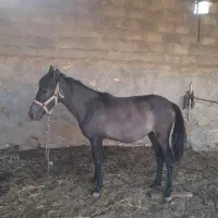 کره اسب یکساله