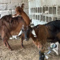 گوسفند|حیوانات مزرعه|بندرعباس, |دیوار