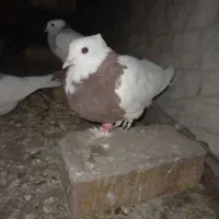 کبوتر نر
