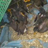 جوجه مینا