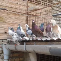 کبوتر مایه پرشی