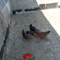چند عدد جوجه کاکلی